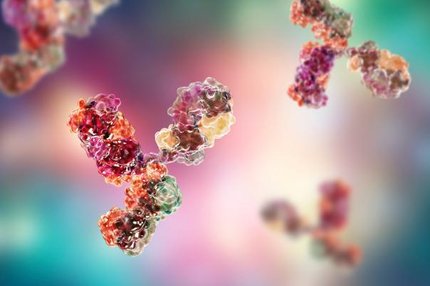 ADC Characterization and Differentiation via Comprehensive In Vitro & In Vivo Strategies