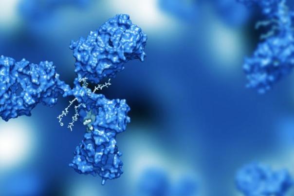 In Vitro Assays for ADC Discovery: From Design to Translational Insights