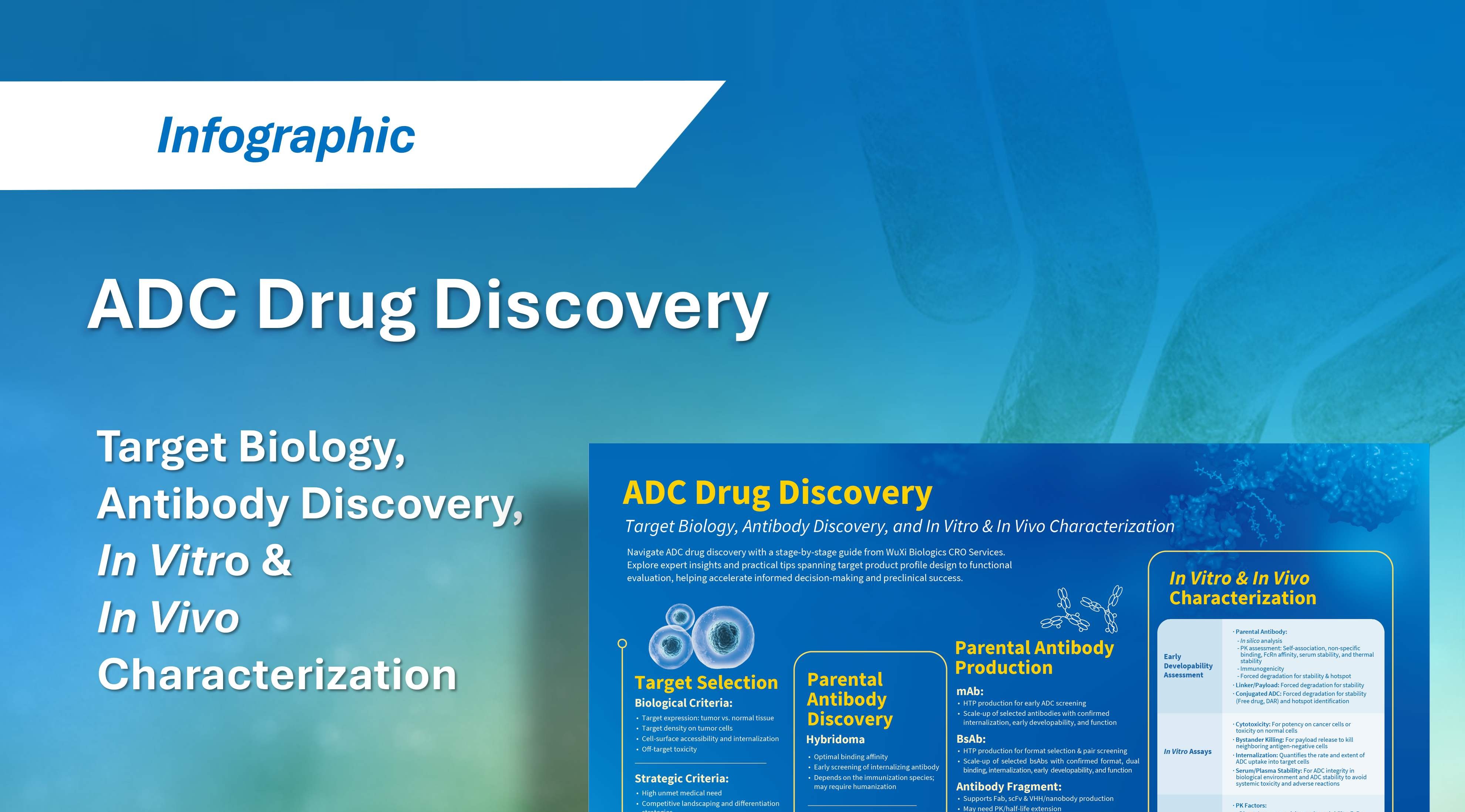 ADC Drug Discovery: Target Biology, Antibody Discovery, and In Vitro & In Vivo Characterization