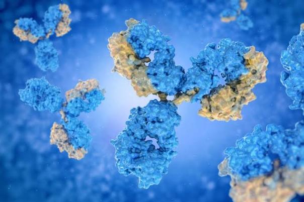 ADC Drug Discovery: Target Biology, Antibody Discovery, and In Vitro & In Vivo Characterization