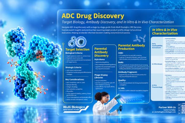 ADC Drug Discovery: Target Biology, Antibody Discovery, and In Vitro & In Vivo Characterization [Infographic]