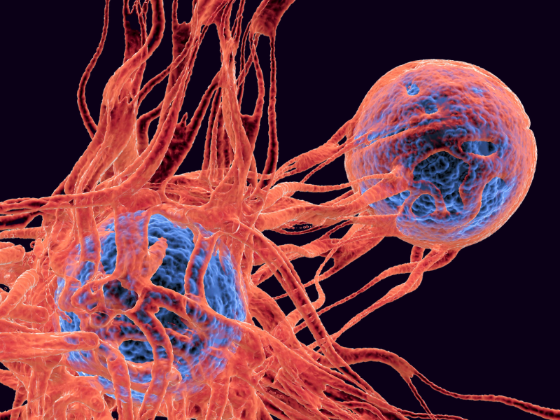 cancer immune