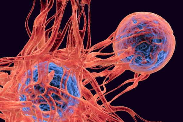 Potential ‘Universal Cancer Vaccine’ Tested by Florida Researchers in Mice