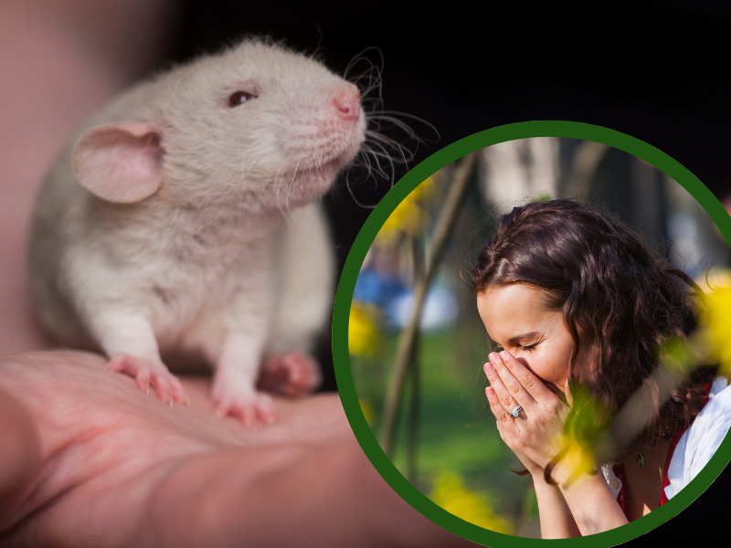 hay fever mouse#