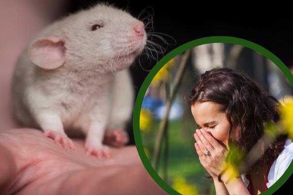 Intranasal mAbs Act as ‘Molecular Shield’ Against Pollen in Potential Hay Fever Treatment