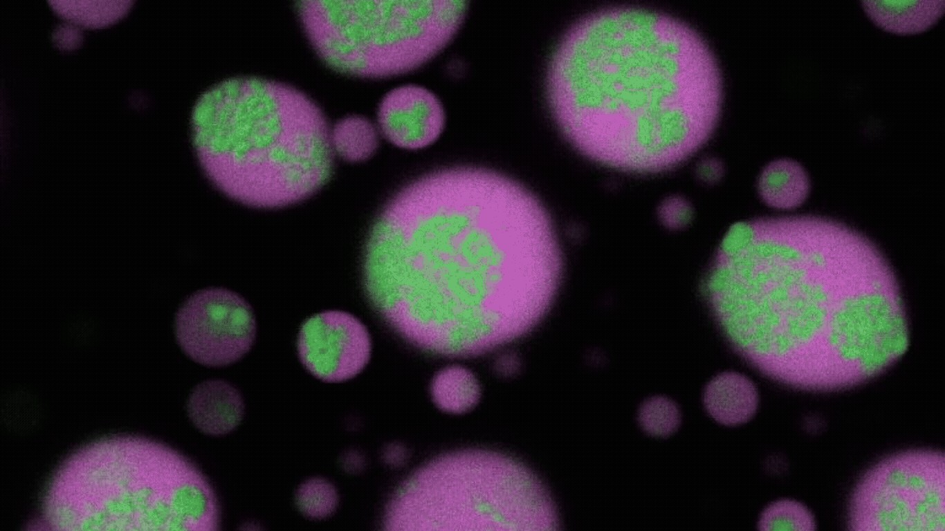 RNA-droplets-3-unedited