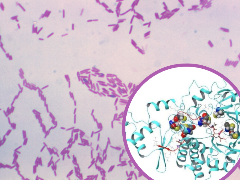 PAPB AND BACTERIA