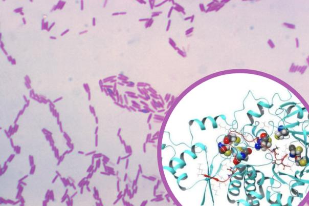 PAPB AND BACTERIA