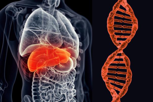 liver gene therapy