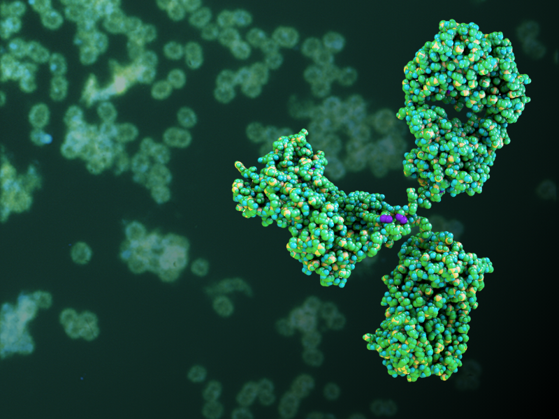 antibody lf