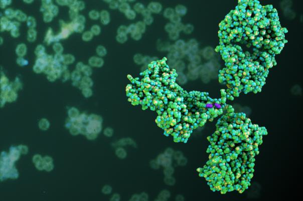 antibody lf