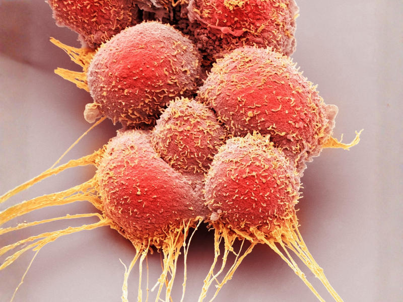 t cell engagers