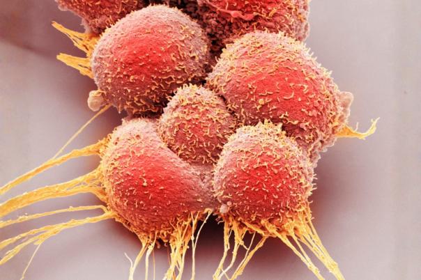 t cell engagers