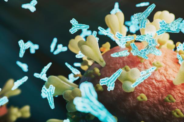 See Antibody Binding in 3D: How Cryo-EM Epitope Mapping Accelerates Antibody Discovery